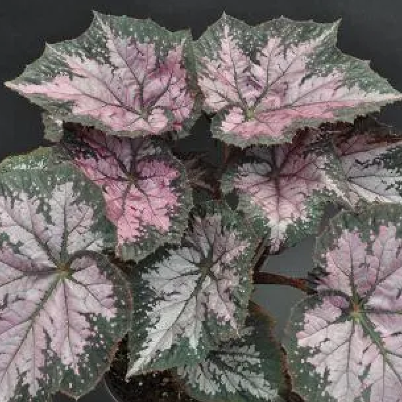 Aesthetic Biotech: Petunias, Iridescence, and Flamethrowers